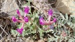 SouthofMontrose4-21-2014 032.jpg