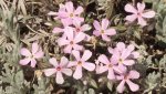 SouthofMontrose4-21-2014 025.jpg