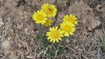 SouthofMontrose4-21-2014 055.jpg