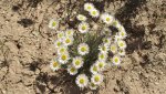 DeltaCountyFlowers5-3-2014 001 (1600x898).jpg