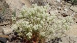 DeltaCountyFlowers5-3-2014 006 (1600x900).jpg