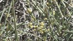DeltaCountyFlowers5-3-2014 013.jpg