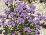 DeltaCountyFlowers5-3-2014 014 (1600x1200).jpg