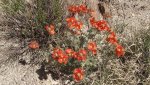 DeltaCountyFlowers5-3-2014 017 (1600x899).jpg