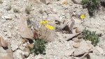 DeltaCountyFlowers5-3-2014 031 (1590x892).jpg
