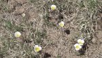 DeltaCountyFlowers5-3-2014 055 (1600x898).jpg