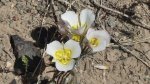 DeltaCountyFlowers5-3-2014 058 (1600x896).jpg
