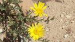 DeltaCountyFlowers5-3-2014 080 (1599x897).jpg