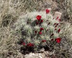 DeltaCountyFlowers5-3-2014 082 (1600x1277).jpg
