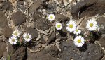 DeltaCountyFlowers5-3-2014 116 (1600x897).jpg