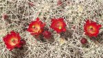 DeltaCountyFlowers5-3-2014 119 (1600x898).jpg