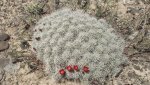 DeltaCountyFlowers5-3-2014 120 (1600x900).jpg