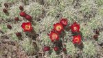 DeltaCountyFlowers5-3-2014 124 (1600x900).jpg