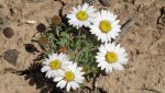 DeltaCountyFlowers5-3-2014 128 (1600x898).jpg