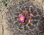 DeltaCountyFlowers5-3-2014 168 (1600x1275).jpg
