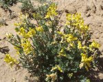 DeltaCountyFlowers5-3-2014 176 (1600x1279).jpg