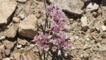 DeltaCountyFlowers5-3-2014 186 (1600x899).jpg