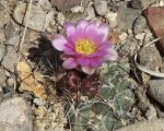 DeltaCountyFlowers5-3-2014 217 (1600x1278).jpg