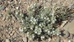 DeltaCountyFlowers5-3-2014 223 (1600x899).jpg