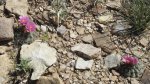 DeltaCountyFlowers5-3-2014 235 (1600x896).jpg