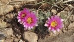 DeltaCountyFlowers5-3-2014 242 (1600x900).jpg