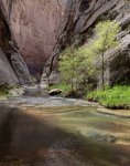 boulder-creek-(death-hollow).jpg