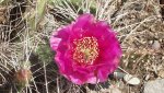 Dolores-ColoradoRiversOverlook5-26-2014 027.jpg