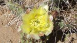 Dolores-ColoradoRiversOverlook5-26-2014 035.jpg