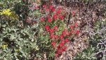 Dolores-ColoradoRiversOverlook5-26-2014 086.jpg