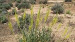 Dolores-ColoradoRiversOverlook5-26-2014 097.jpg