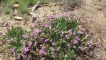 Dolores-ColoradoRiversOverlook5-26-2014 104.jpg
