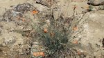 Dolores-ColoradoRiversOverlook5-26-2014 135.jpg