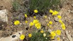 Dolores-ColoradoRiversOverlook5-26-2014 138.jpg
