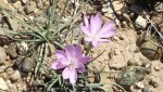 Dolores-ColoradoRiversOverlook5-26-2014 163.jpg