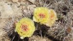 Dolores-ColoradoRiversOverlook5-26-2014 211.jpg