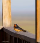 Swallow-1.jpg