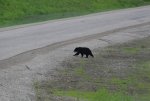 Alaska Highway bear 5.JPG
