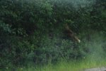 Alaska highway fox.jpg
