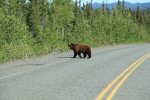 Alaska Highway brown bear.jpg