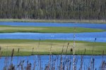 Alaska Highway swans.jpg