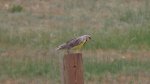 RoveringThe Sandhills WithAmyJune2014 038.jpg