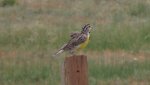 RoveringThe Sandhills WithAmyJune2014 039.jpg