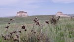 RoveringThe Sandhills WithAmyJune2014 048.jpg