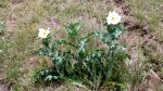 RoveringThe Sandhills WithAmyJune2014 036.jpg