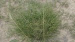 RoveringThe Sandhills WithAmyJune2014 056.jpg