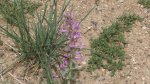 RoveringThe Sandhills WithAmyJune2014 072.jpg
