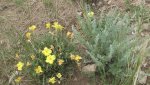 RoveringThe Sandhills WithAmyJune2014 139.jpg