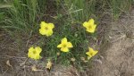 RoveringThe Sandhills WithAmyJune2014 140.jpg