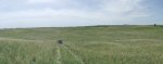 RoveringThe Sandhills WithAmyJune2014 1206.jpg