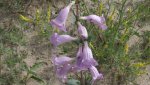 RoveringThe Sandhills WithAmyJune2014 502.jpg